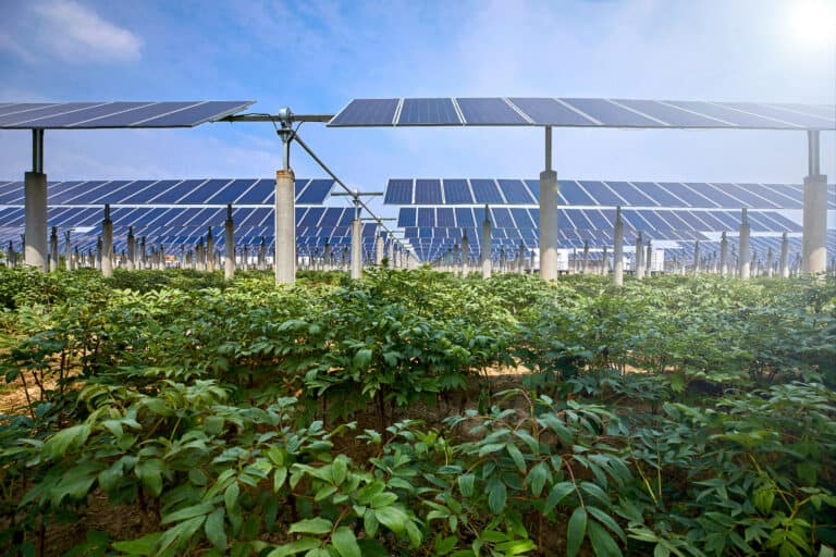 agrivoltaics
